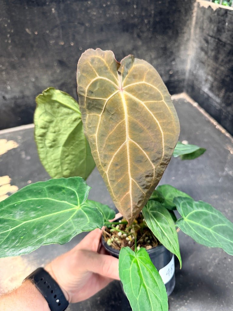 Handpicked 48 - Anthurium Magnificum X Forgetii - 100mm pot | Uprooted