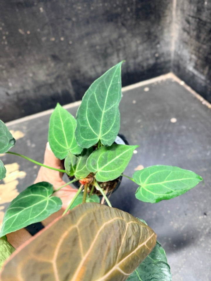Handpicked 48 - Anthurium Magnificum X Forgetii - 100mm pot | Uprooted