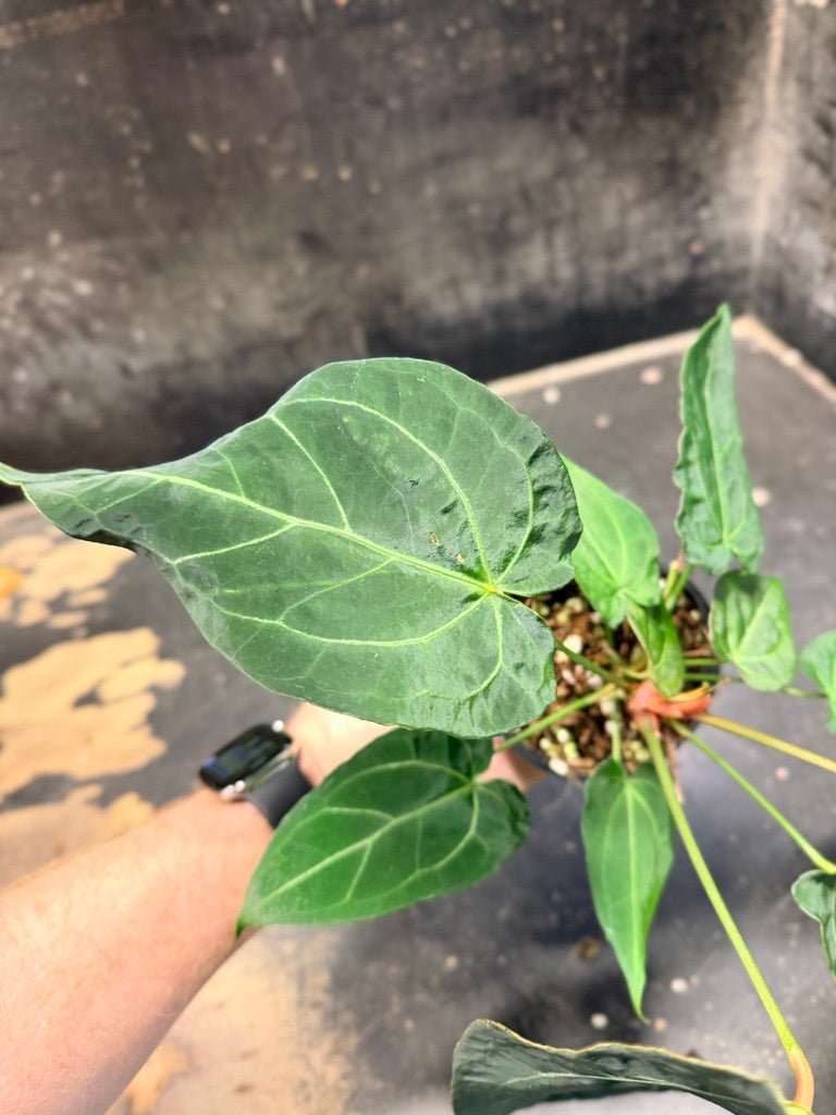 Handpicked 48 - Anthurium Magnificum X Forgetii - 100mm pot | Uprooted