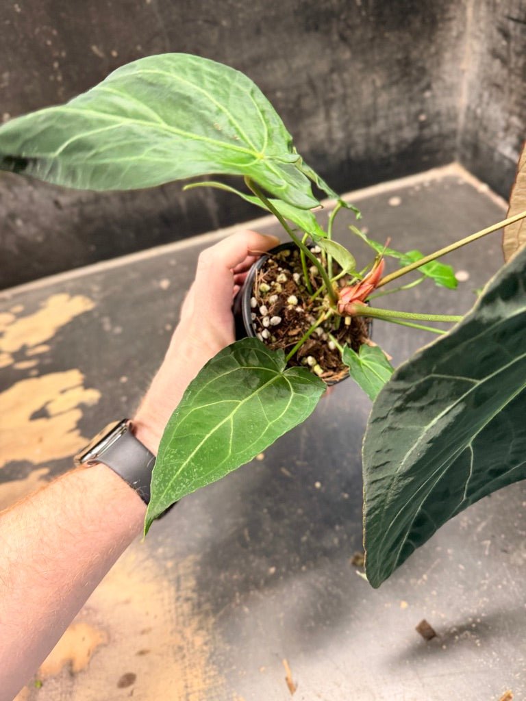 Handpicked 48 - Anthurium Magnificum X Forgetii - 100mm pot | Uprooted