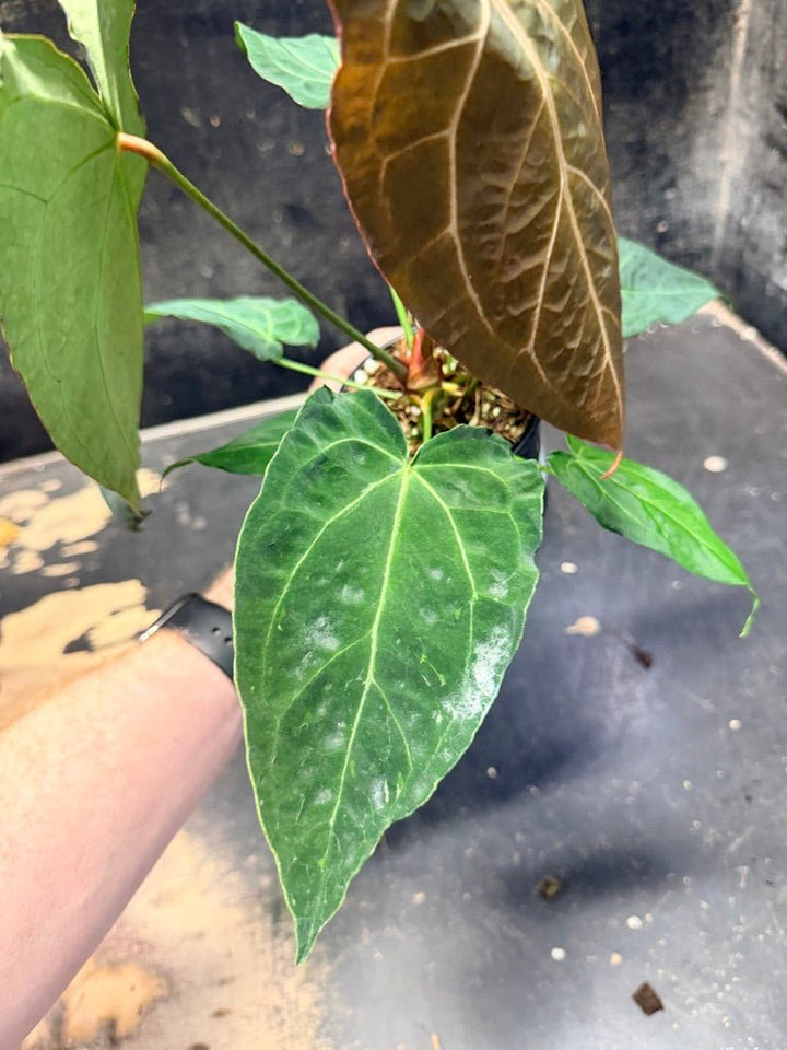 Handpicked 48 - Anthurium Magnificum X Forgetii - 100mm pot | Uprooted