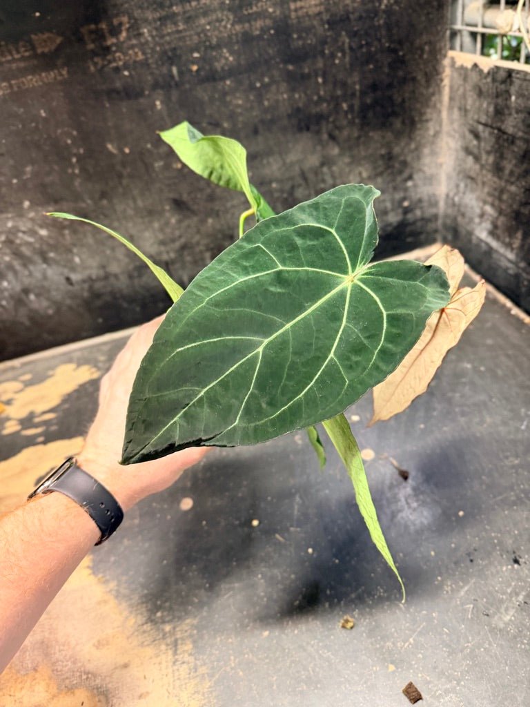 Handpicked 48 - Anthurium Magnificum X Forgetii - 100mm pot | Uprooted