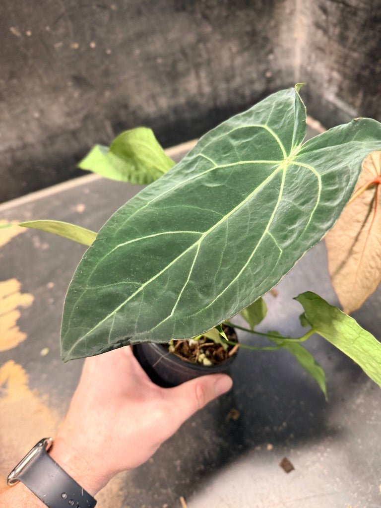Handpicked 48 - Anthurium Magnificum X Forgetii - 100mm pot | Uprooted