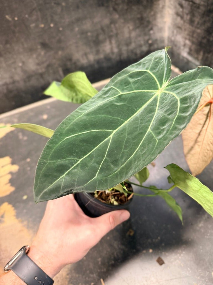 Handpicked 48 - Anthurium Magnificum X Forgetii - 100mm pot | Uprooted