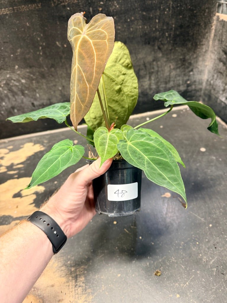 Handpicked 48 - Anthurium Magnificum X Forgetii - 100mm pot | Uprooted