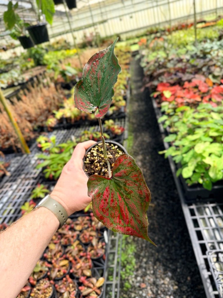 Handpicked 48 - Caladium Bicolor NOID | Uprooted