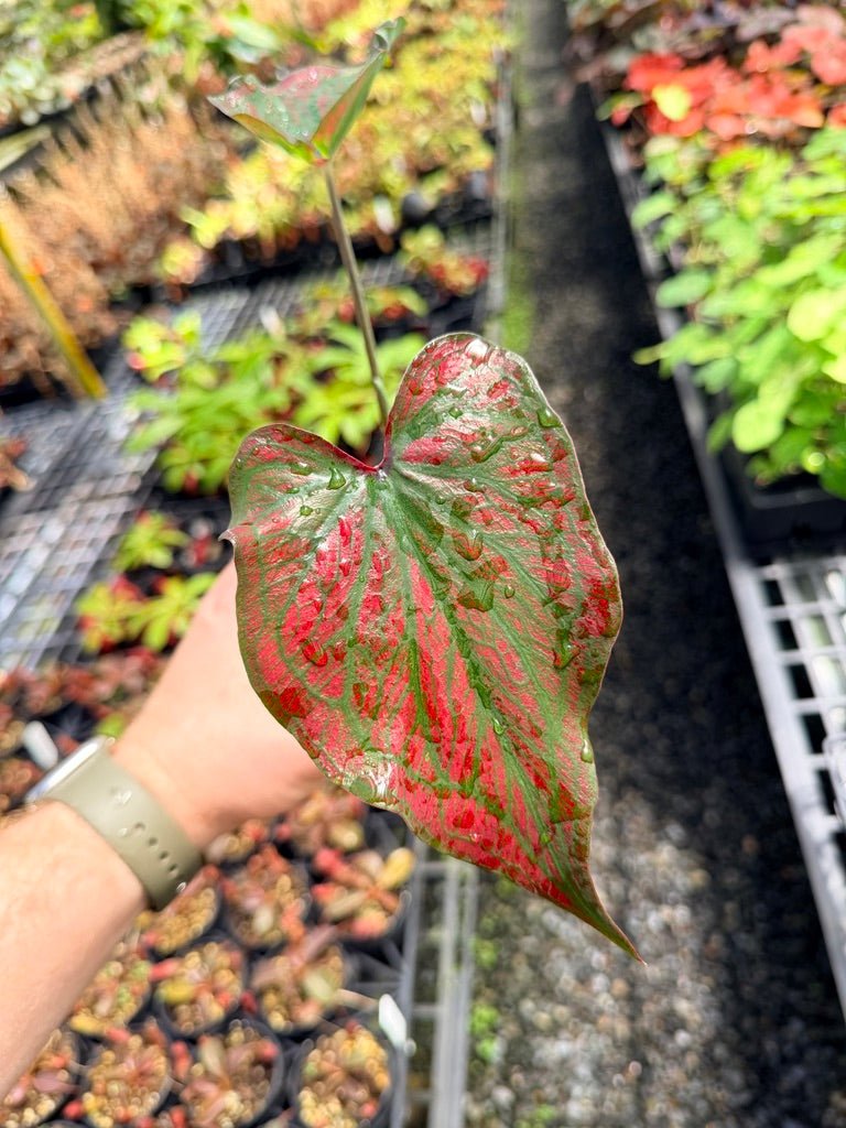 Handpicked 48 - Caladium Bicolor NOID | Uprooted