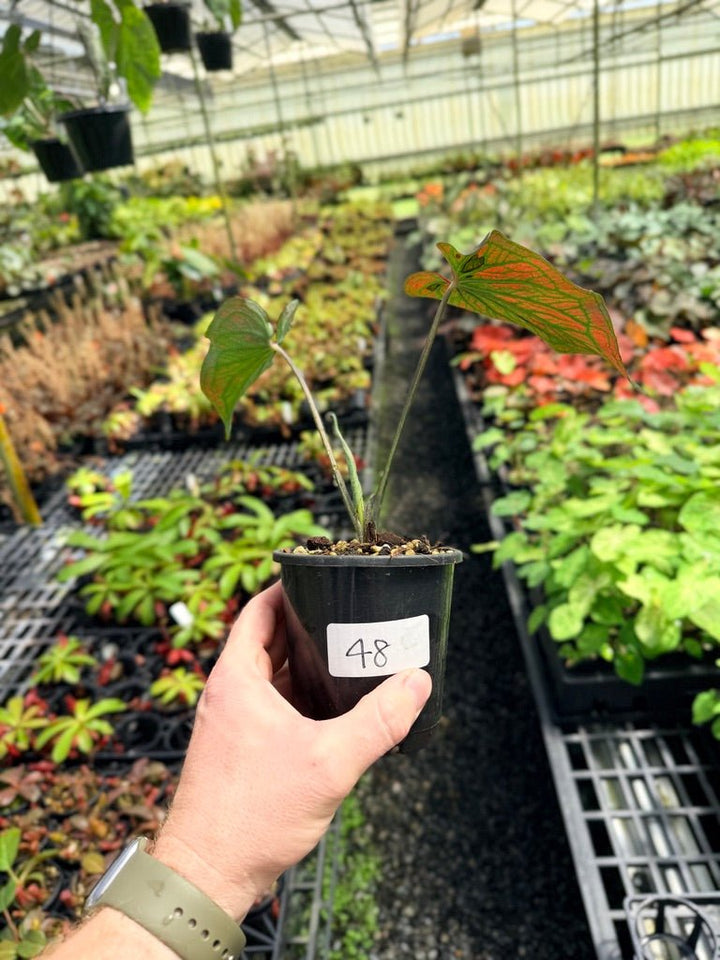 Handpicked 48 - Caladium Bicolor NOID | Uprooted