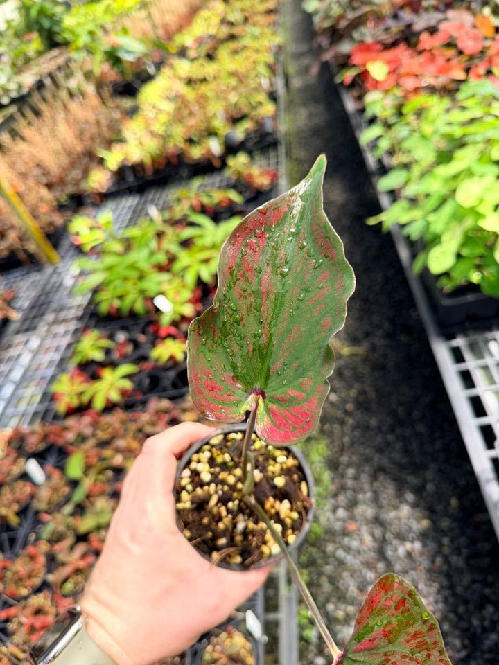 Handpicked 48 - Caladium Bicolor NOID | Uprooted
