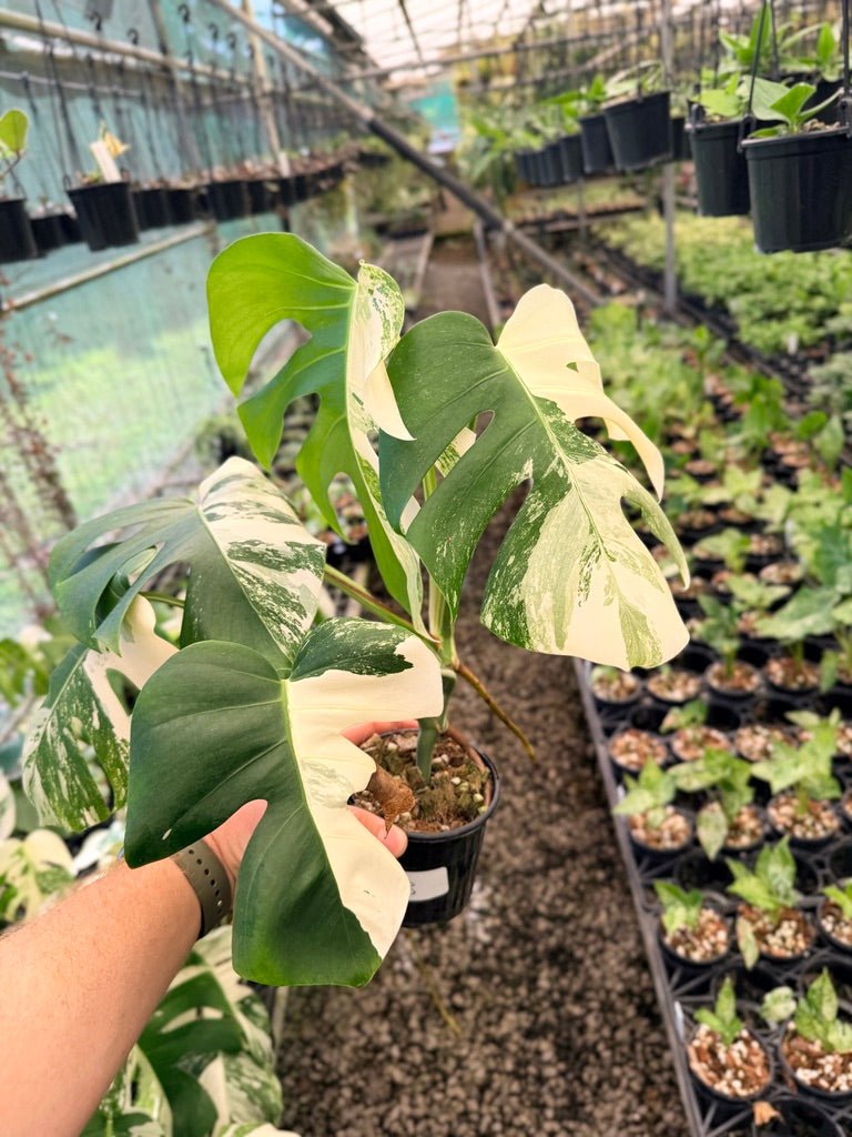 Handpicked 48 - Monstera Deliciosa Borsigiana Variegated Albo | Uprooted