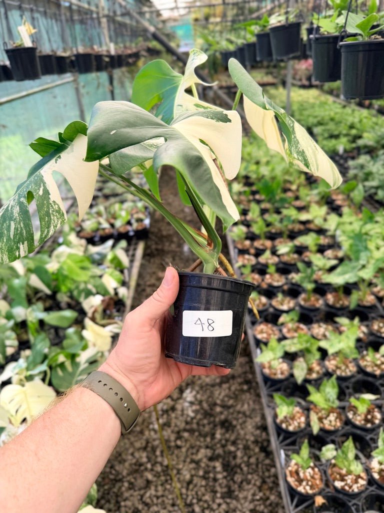 Handpicked 48 - Monstera Deliciosa Borsigiana Variegated Albo | Uprooted