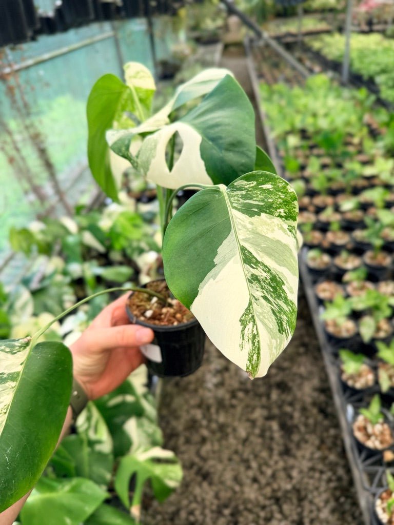 Handpicked 49 - Monstera Deliciosa Borsigiana Variegated Albo | Uprooted