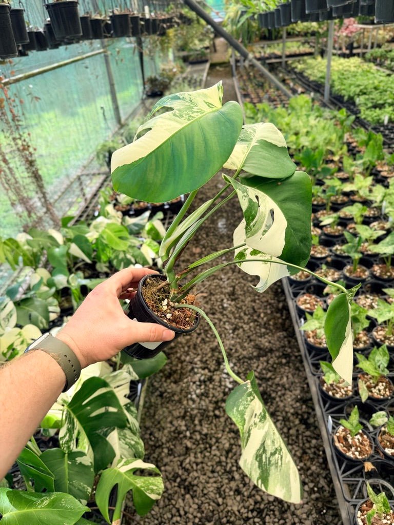 Handpicked 49 - Monstera Deliciosa Borsigiana Variegated Albo | Uprooted