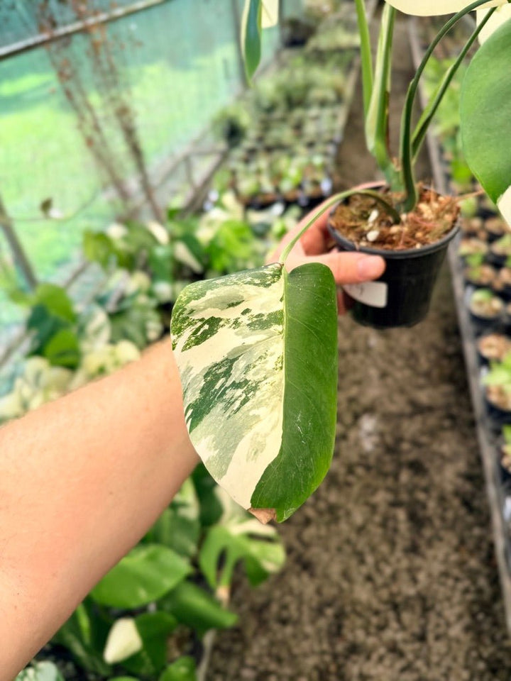 Handpicked 49 - Monstera Deliciosa Borsigiana Variegated Albo | Uprooted