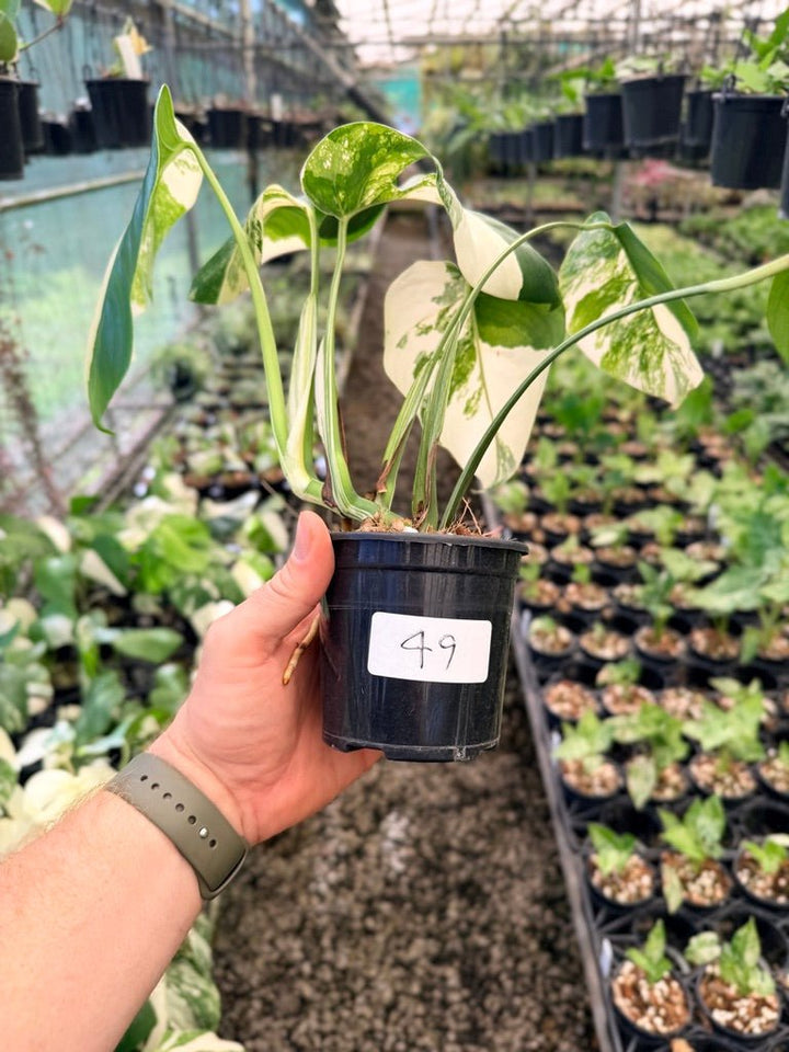 Handpicked 49 - Monstera Deliciosa Borsigiana Variegated Albo | Uprooted