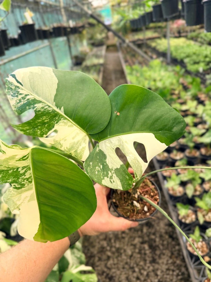 Handpicked 49 - Monstera Deliciosa Borsigiana Variegated Albo | Uprooted