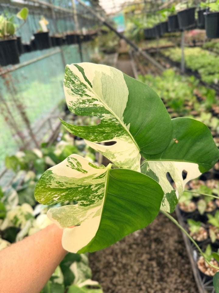 Handpicked 49 - Monstera Deliciosa Borsigiana Variegated Albo | Uprooted