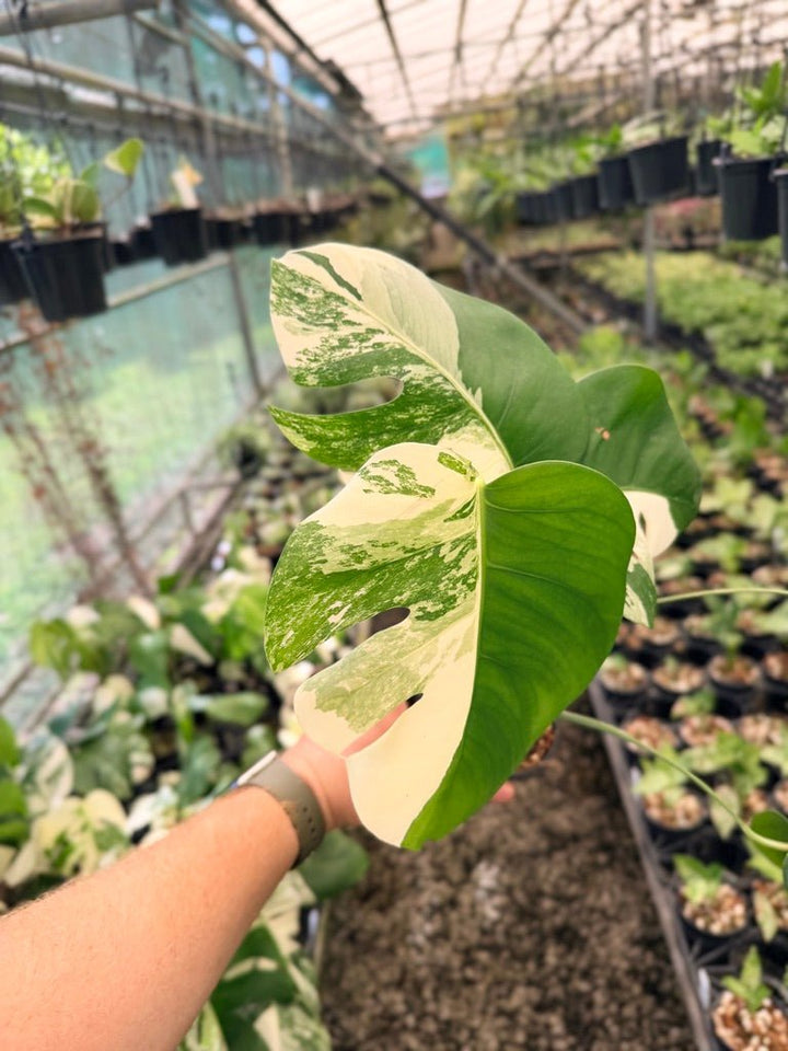 Handpicked 49 - Monstera Deliciosa Borsigiana Variegated Albo | Uprooted