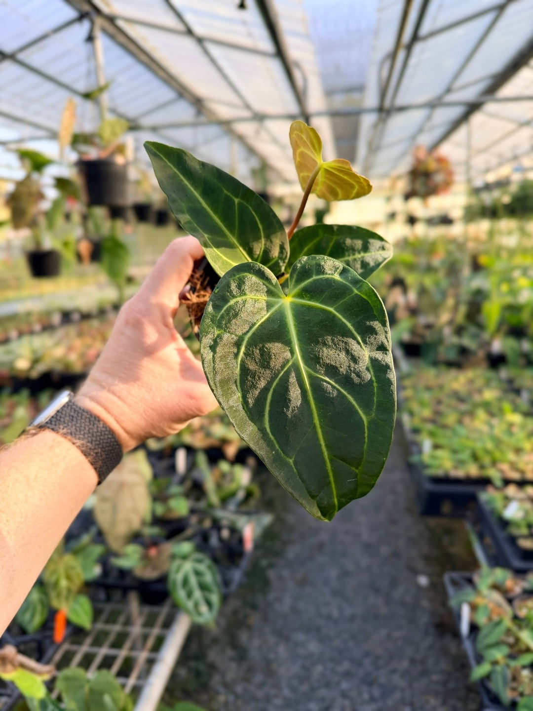 Handpicked 5 - Anthurium Regale | Uprooted