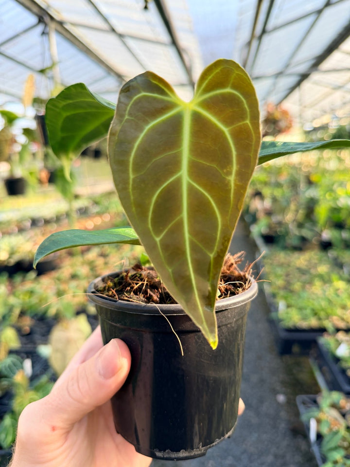 Handpicked 5 - Anthurium Regale | Uprooted