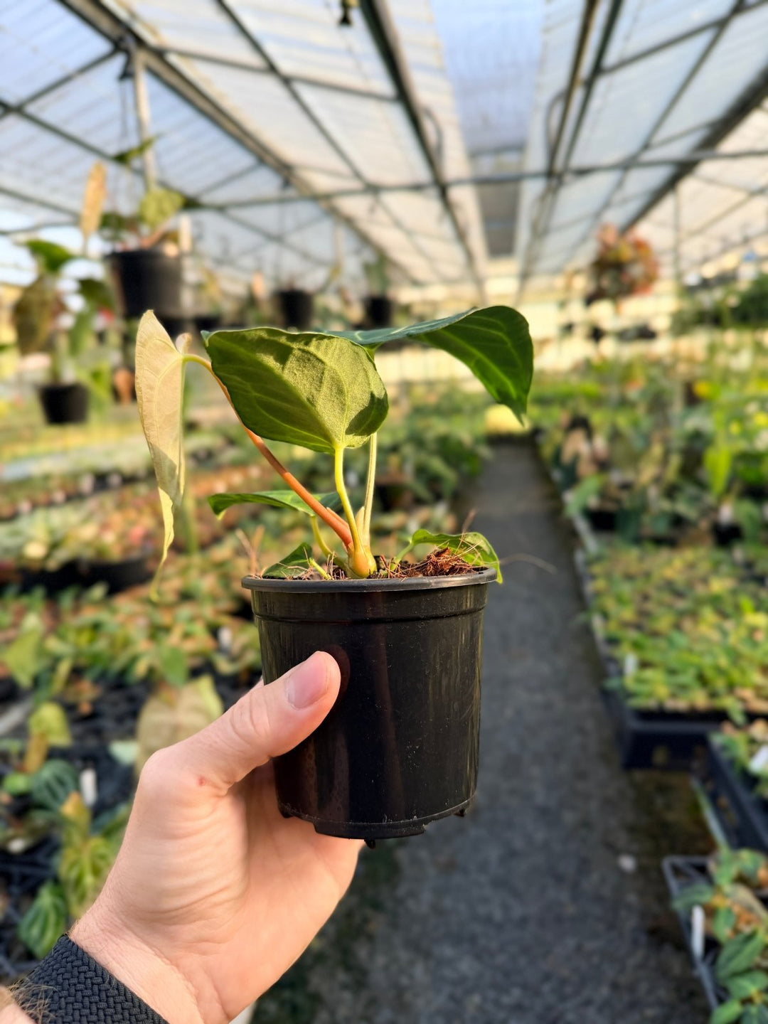 Handpicked 5 - Anthurium Regale | Uprooted