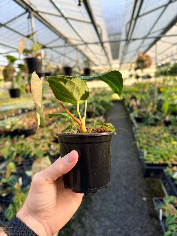 Handpicked 5 - Anthurium Regale | Uprooted