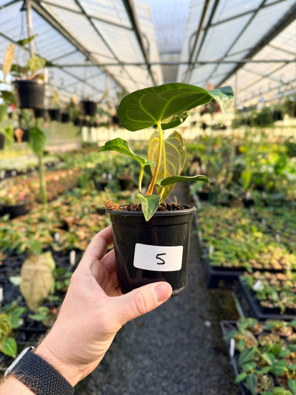Handpicked 5 - Anthurium Regale | Uprooted