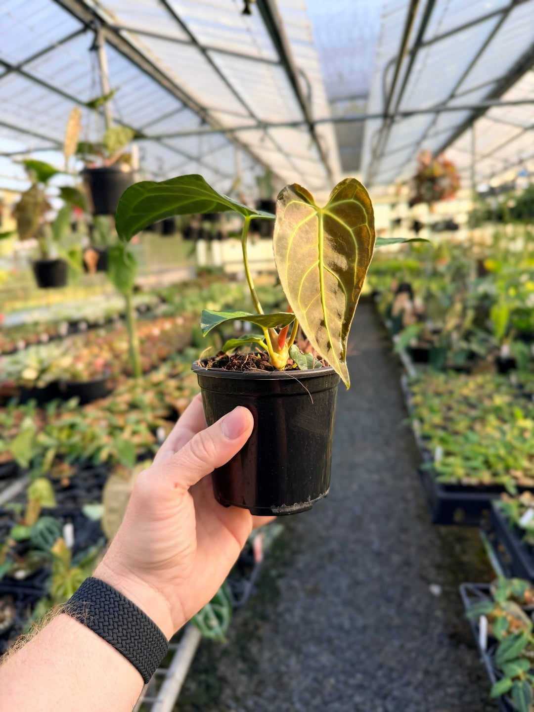 Handpicked 5 - Anthurium Regale | Uprooted
