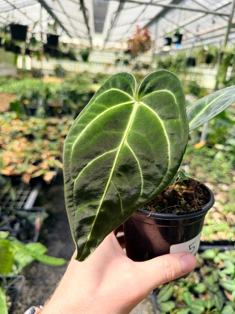Handpicked 5 - Anthurium Regale | Uprooted