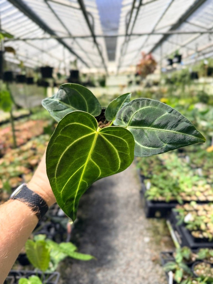 Handpicked 5 - Anthurium Regale | Uprooted