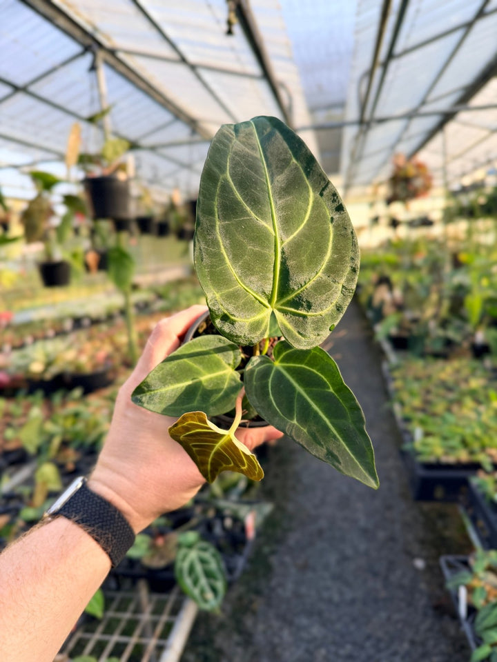 Handpicked 5 - Anthurium Regale | Uprooted
