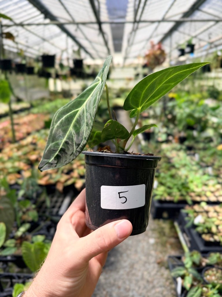 Handpicked 5 - Anthurium Regale | Uprooted