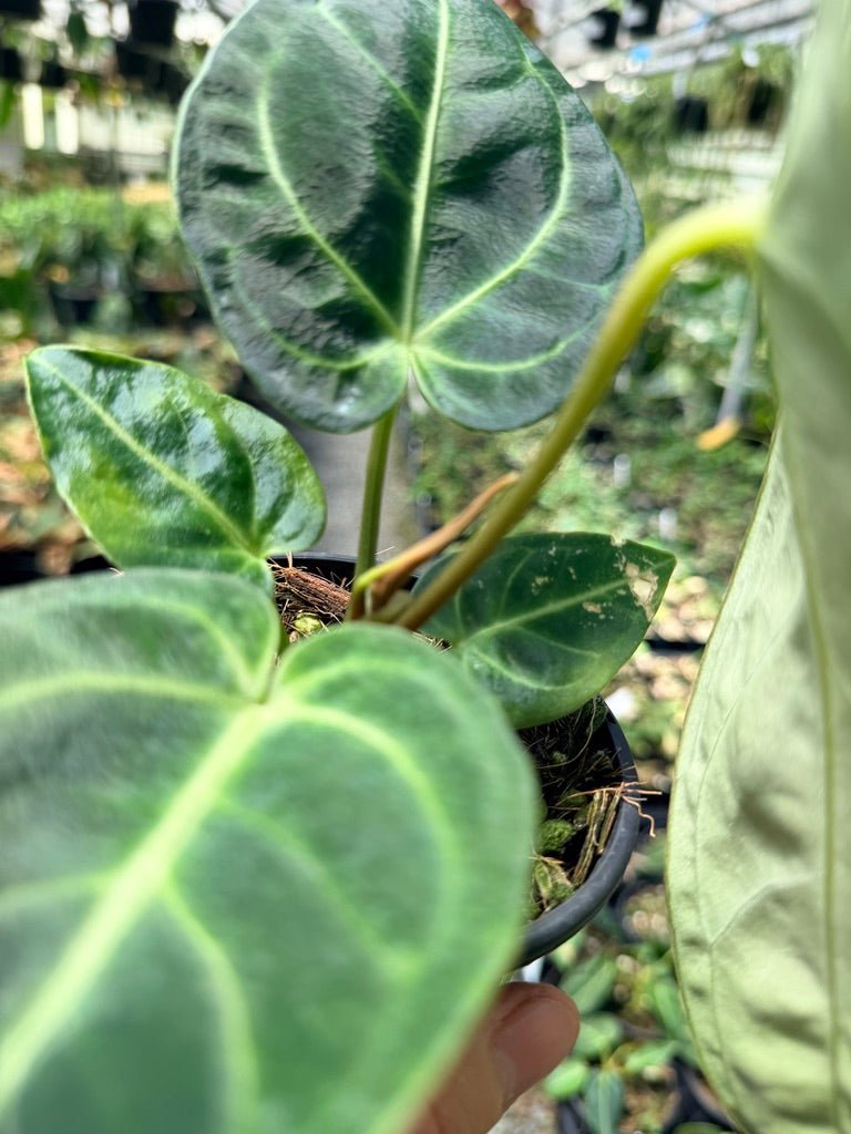 Handpicked 5 - Anthurium Regale | Uprooted