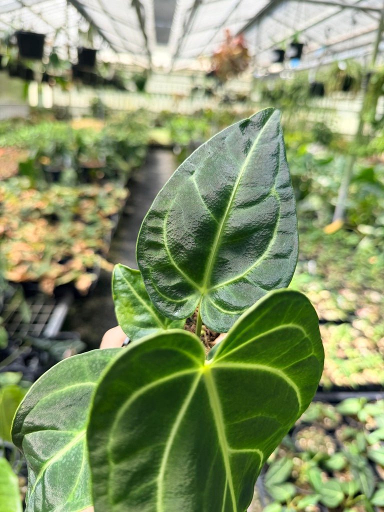 Handpicked 5 - Anthurium Regale | Uprooted