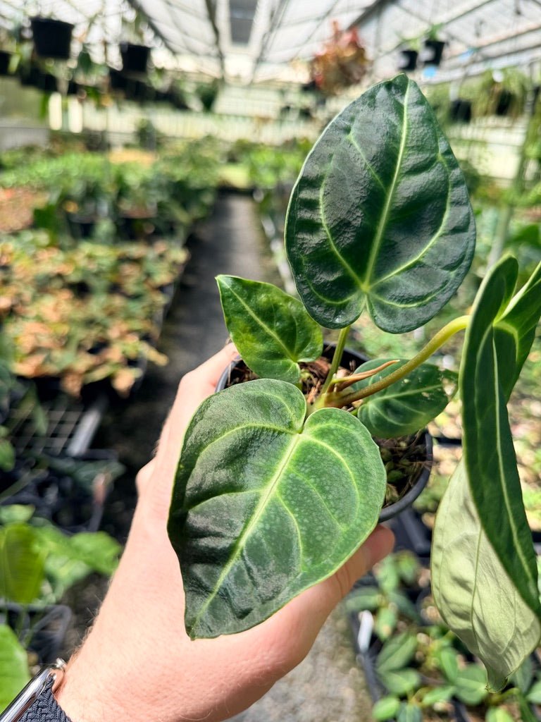 Handpicked 5 - Anthurium Regale | Uprooted