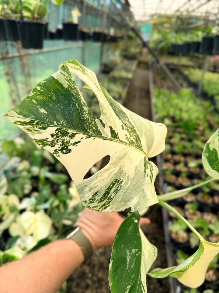 Handpicked 50 - Monstera Deliciosa Borsigiana Variegated Albo | Uprooted