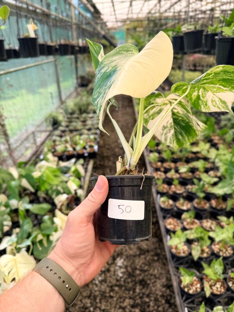 Handpicked 50 - Monstera Deliciosa Borsigiana Variegated Albo | Uprooted