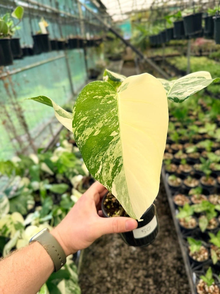 Handpicked 50 - Monstera Deliciosa Borsigiana Variegated Albo | Uprooted