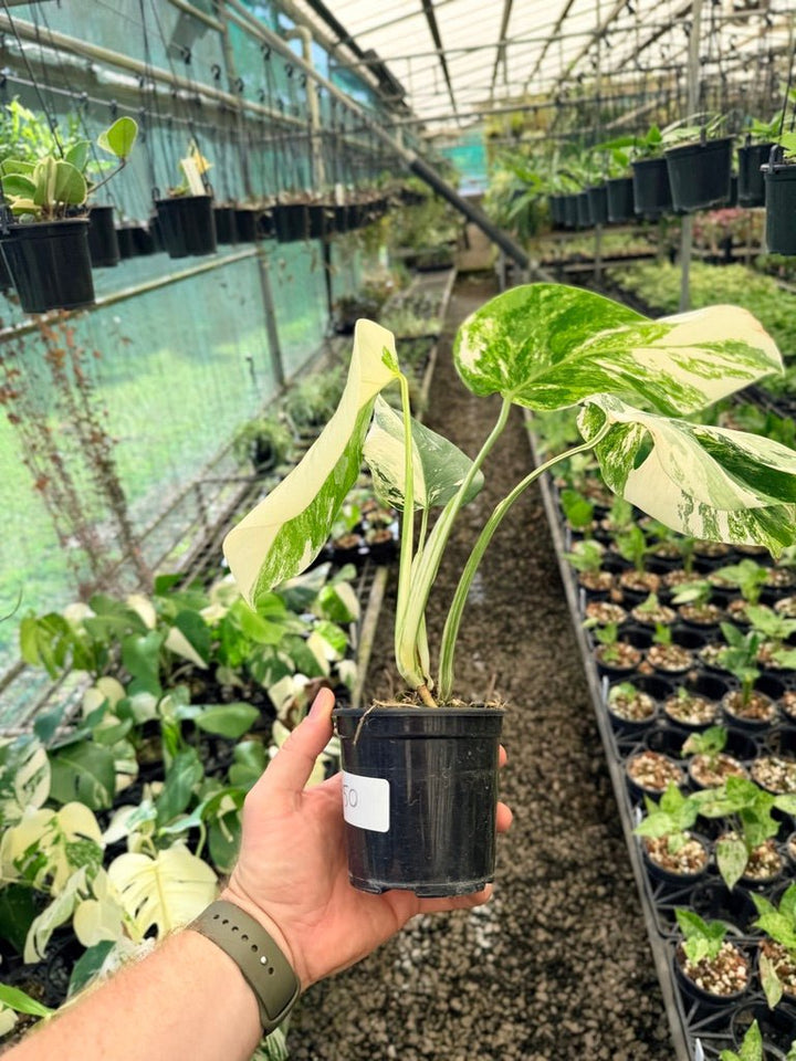 Handpicked 50 - Monstera Deliciosa Borsigiana Variegated Albo | Uprooted