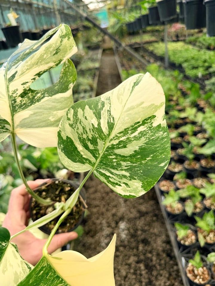 Handpicked 50 - Monstera Deliciosa Borsigiana Variegated Albo | Uprooted