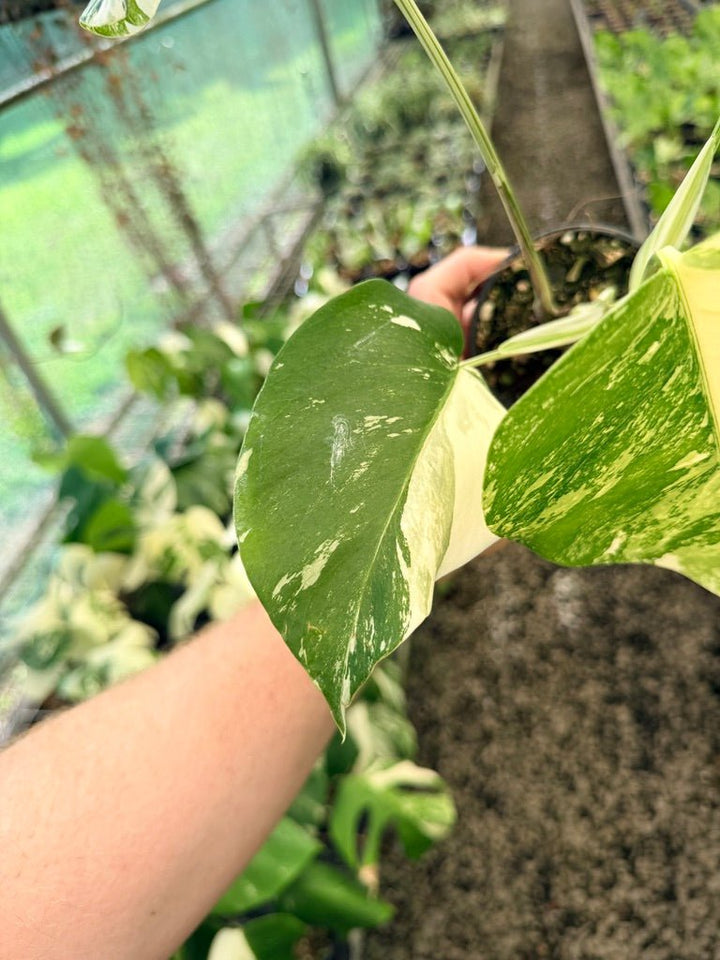 Handpicked 50 - Monstera Deliciosa Borsigiana Variegated Albo | Uprooted