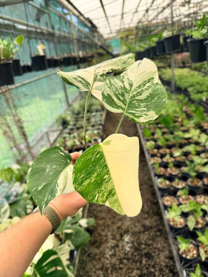 Handpicked 50 - Monstera Deliciosa Borsigiana Variegated Albo | Uprooted