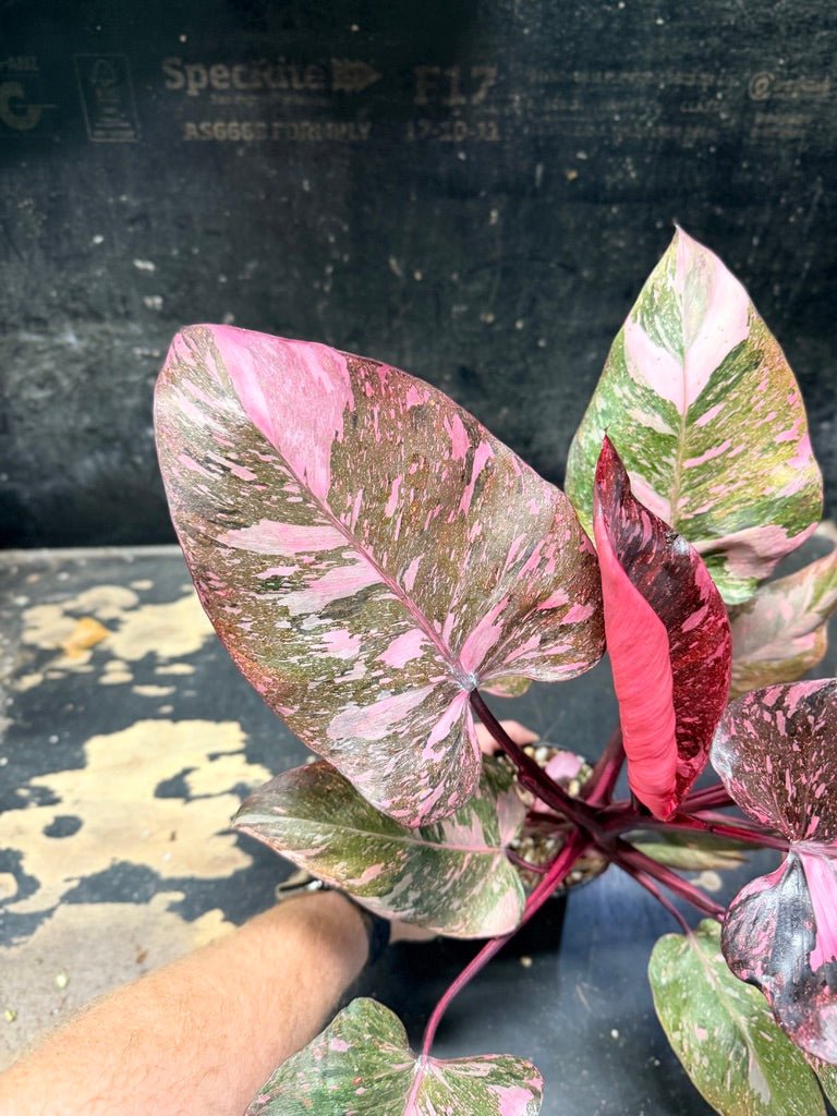 Handpicked 50 - Philodendron Erubescens Pink Princess Galaxy - 100mm Pot | Uprooted