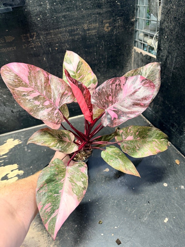 Handpicked 50 - Philodendron Erubescens Pink Princess Galaxy - 100mm Pot | Uprooted