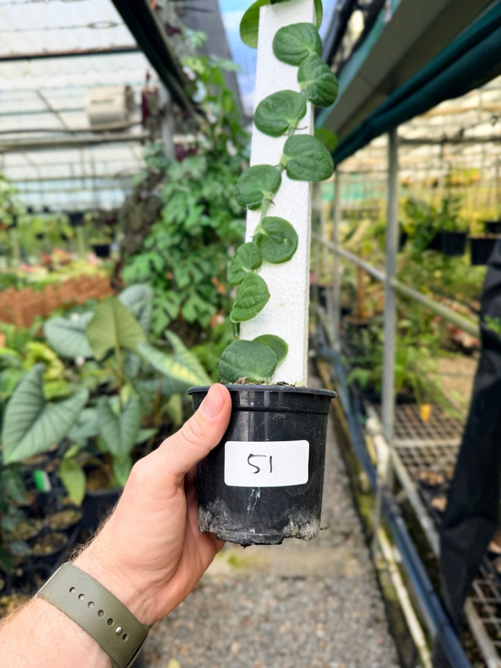 Handpicked 51 - Rhaphidophora Korthalsii Totem | Uprooted