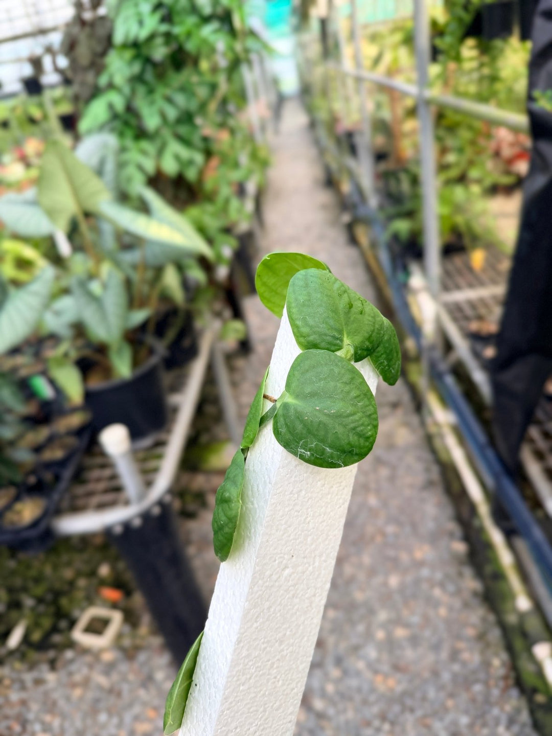 Handpicked 51 - Rhaphidophora Korthalsii Totem | Uprooted