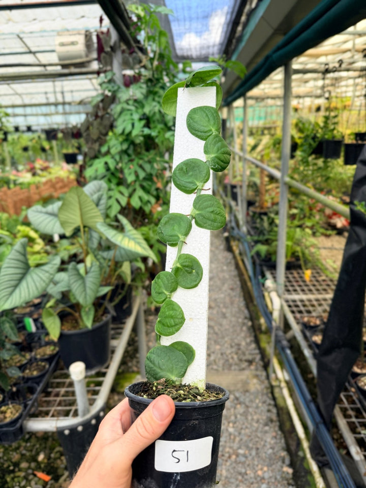 Handpicked 51 - Rhaphidophora Korthalsii Totem | Uprooted