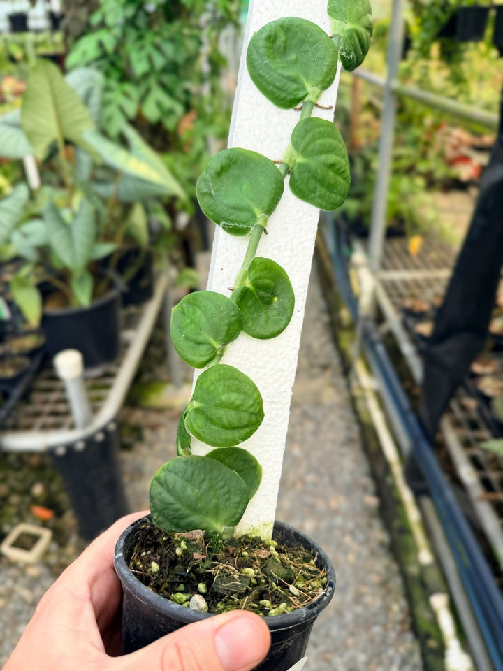 Handpicked 51 - Rhaphidophora Korthalsii Totem | Uprooted