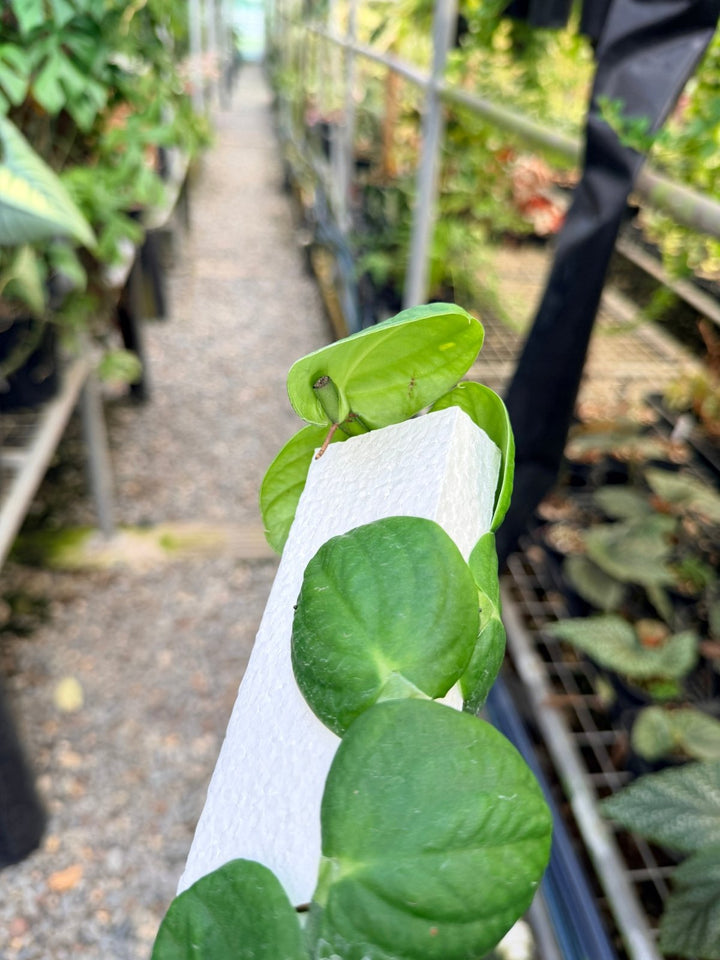 Handpicked 51 - Rhaphidophora Korthalsii Totem | Uprooted