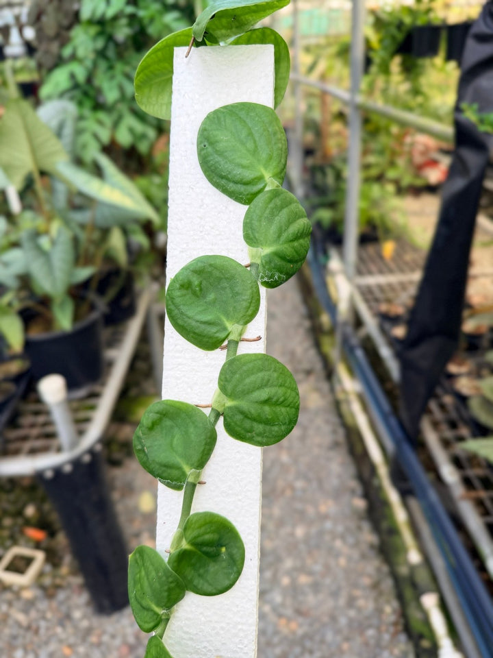 Handpicked 51 - Rhaphidophora Korthalsii Totem | Uprooted